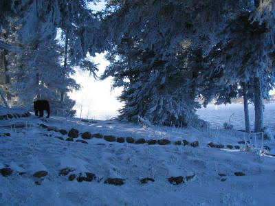 Frost on Red Lake - Burr